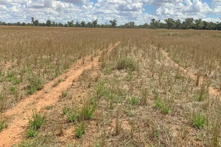 Second view of Homely rural property listing, 735 Sharahs Rd - "Part Verellen" Road, Tomingley NSW 2869