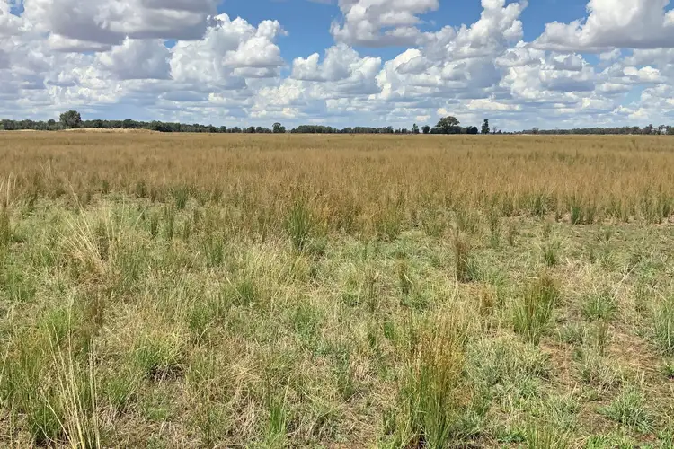Third view of Homely rural property listing, 735 Sharahs Rd - "Part Verellen" Road, Tomingley NSW 2869