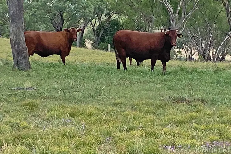 Main view of Homely rural property listing, Hillside Ruhle Road, Mount Tyson QLD 4356