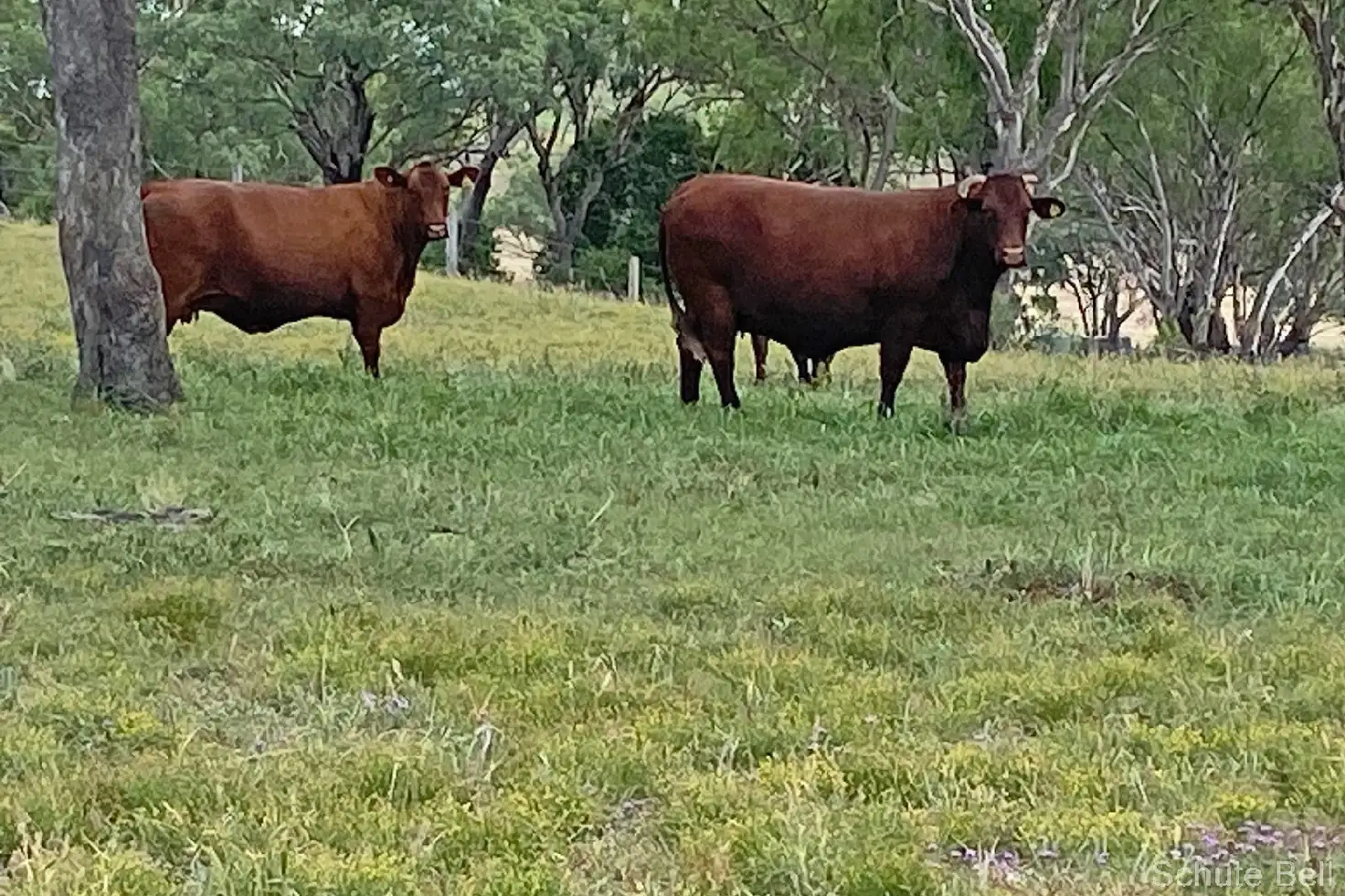 Main view of Homely rural property listing, Hillside Ruhle Road, Mount Tyson QLD 4356