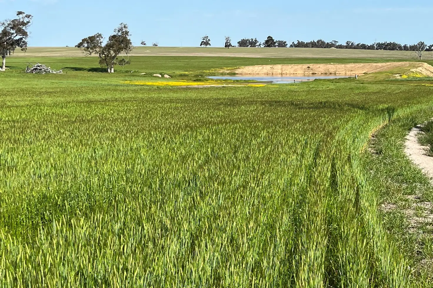 Main view of Homely rural property listing, 980 Townsend Road, Cranbrook WA 6321