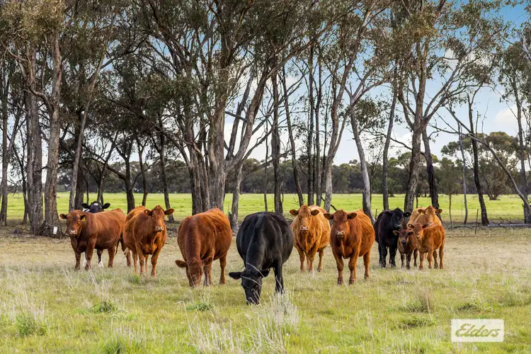 Fifth view of Homely rural property listing, Rasmussens Road, Goornong VIC 3557