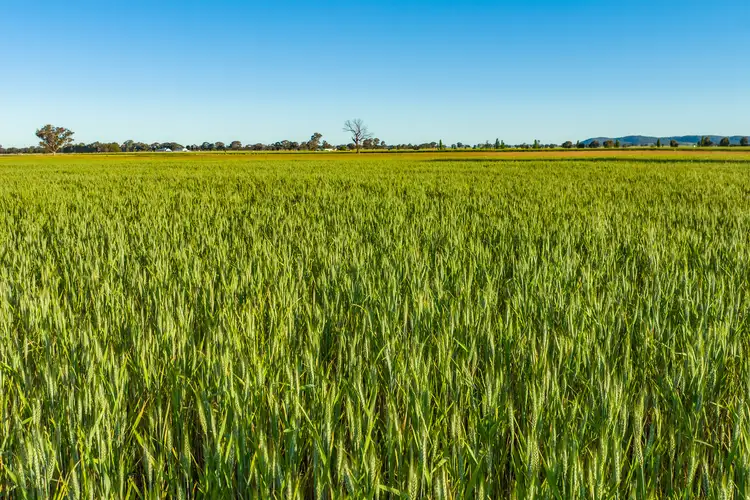 Sixth view of Homely rural property listing, Tallarook Road, Cowra NSW 2794