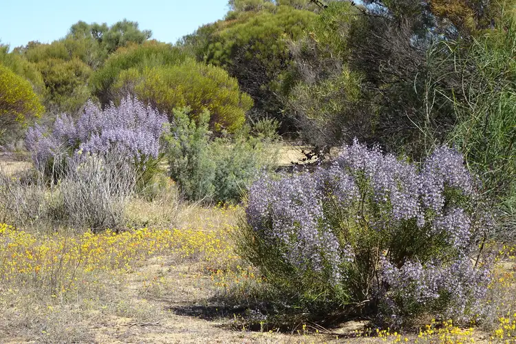 Third view of Homely rural property listing, Lot 25253 Ellery Road, South Burracoppin WA 6421
