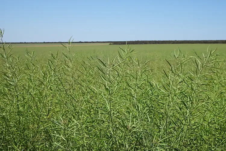 Seventh view of Homely rural property listing, Lot 25253 Ellery Road, South Burracoppin WA 6421