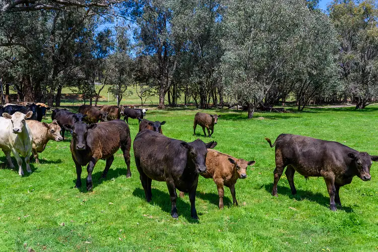 Fifth view of Homely rural property listing, 5885 Great Northern Highway, Bindoon WA 6502