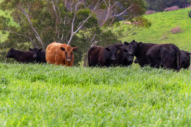 Fifth view of Homely rural property listing, 8 Stubbers Lane, Mirboo North VIC 3871