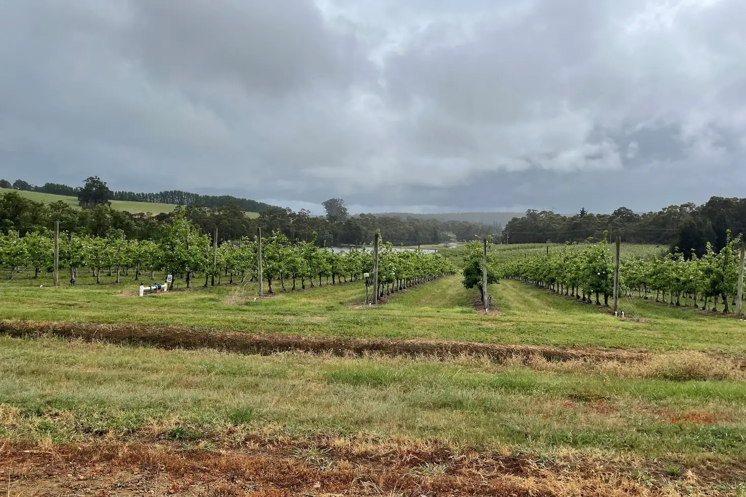 Main view of Homely rural property listing, 19974 South Western Highway, Newlands WA 6251