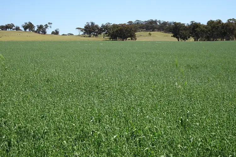 Main view of Homely rural property listing, Lullfitz Road, Pingelly WA 6308