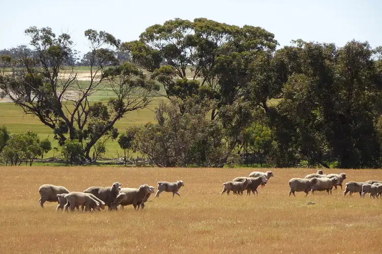 Seventh view of Homely rural property listing, Lullfitz Road, Pingelly WA 6308