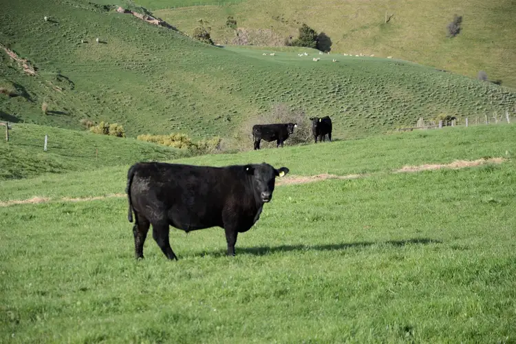 Sixth view of Homely rural property listing, 135A Baker Road, Krowera VIC 3945