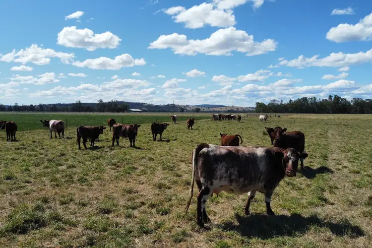 Fourth view of Homely rural property listing, Lachlan Valley Way, Gooloogong NSW 2805