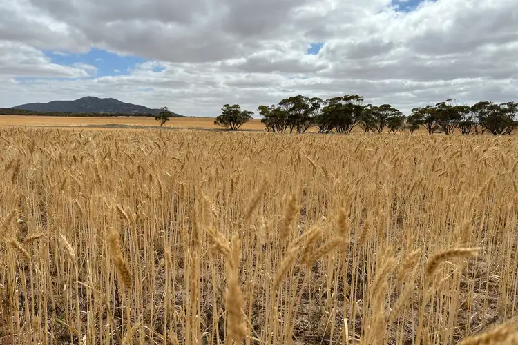 Third view of Homely rural property listing, LOT 4 Davis Road, Darke Peak SA 5642