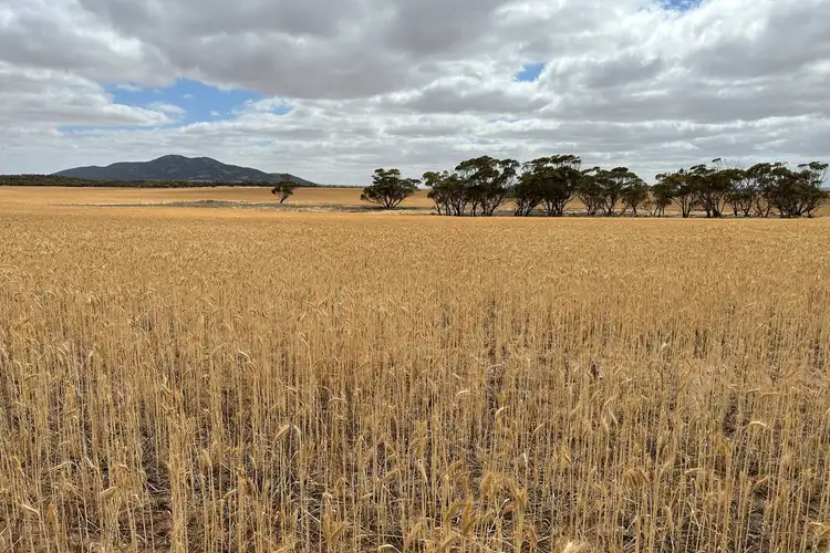 Fifth view of Homely rural property listing, LOT 4 Davis Road, Darke Peak SA 5642