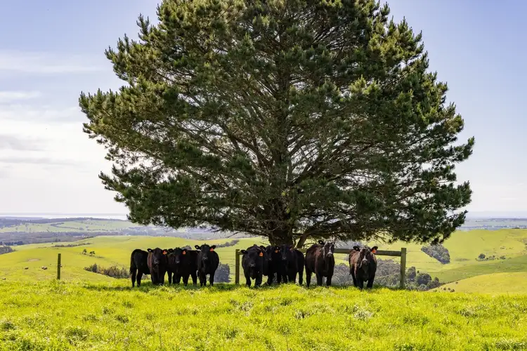 Fourth view of Homely rural property listing, 1650 Loch Wonthaggi Road, Almurta VIC 3979