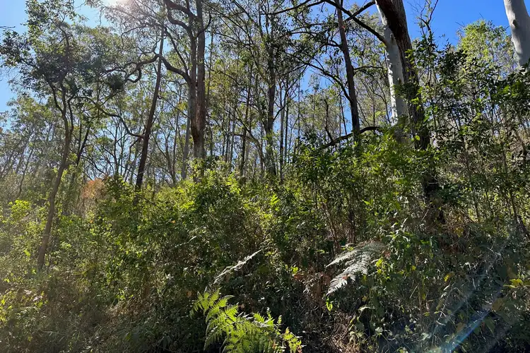 Third view of Homely rural property listing, 786 Terreel Road, Wards River NSW 2422
