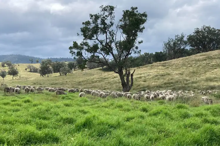 Sixth view of Homely rural property listing, 2195 Namoi River Road, Manilla NSW 2346