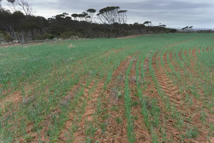 Second view of Homely land listing, 109 Birdseye Highway, Cowell SA 5602