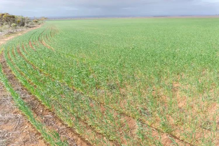 Third view of Homely land listing, 109 Birdseye Highway, Cowell SA 5602