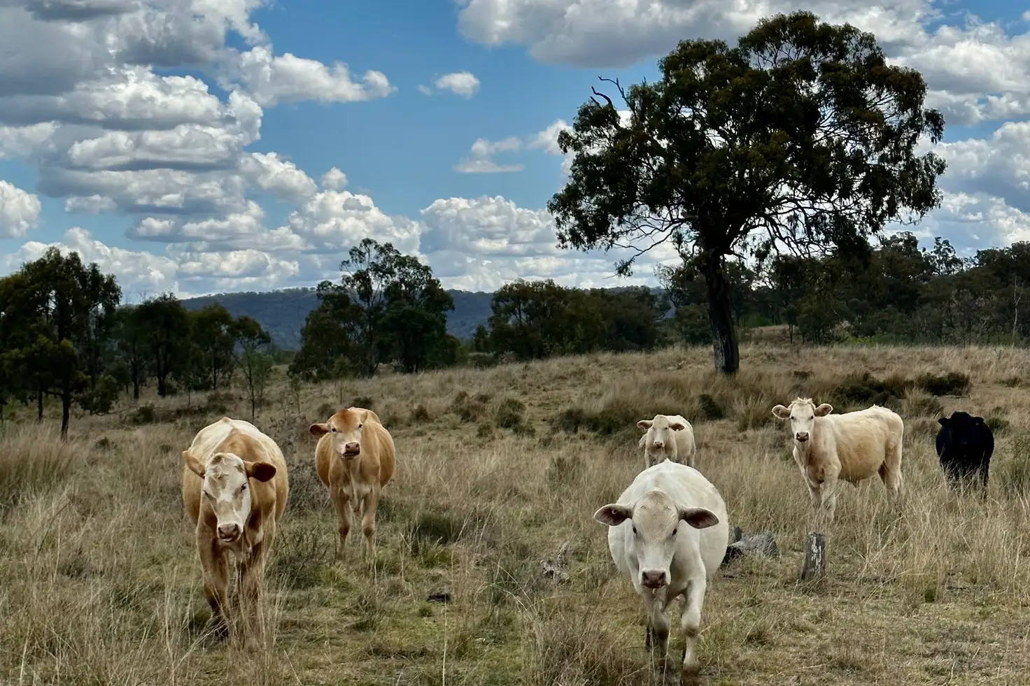 Main view of Homely rural property listing, Blakes Road, Silverwood QLD 4370