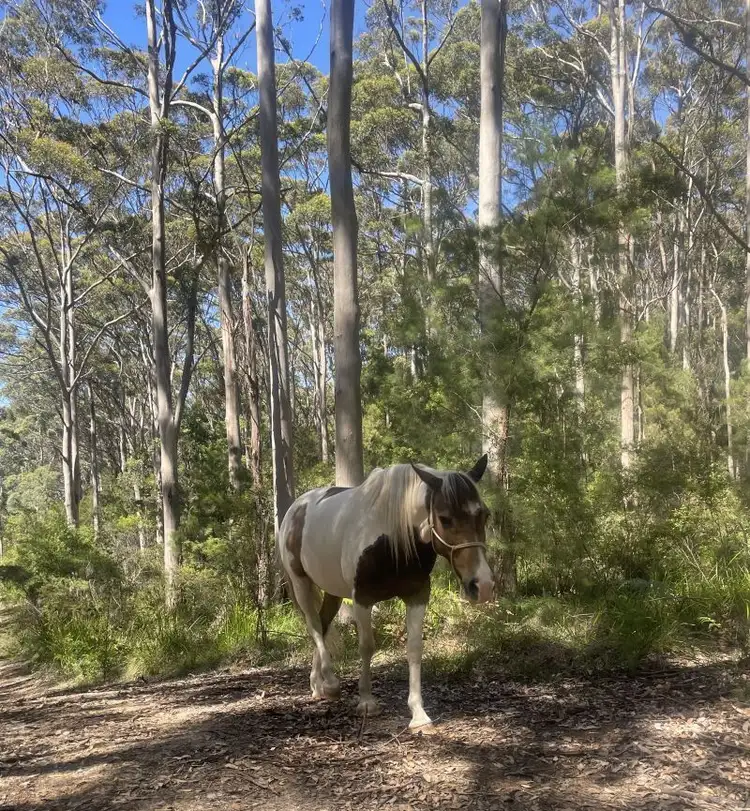 Second view of Homely rural property listing, 254 Silver Road, Scotsdale WA 6333