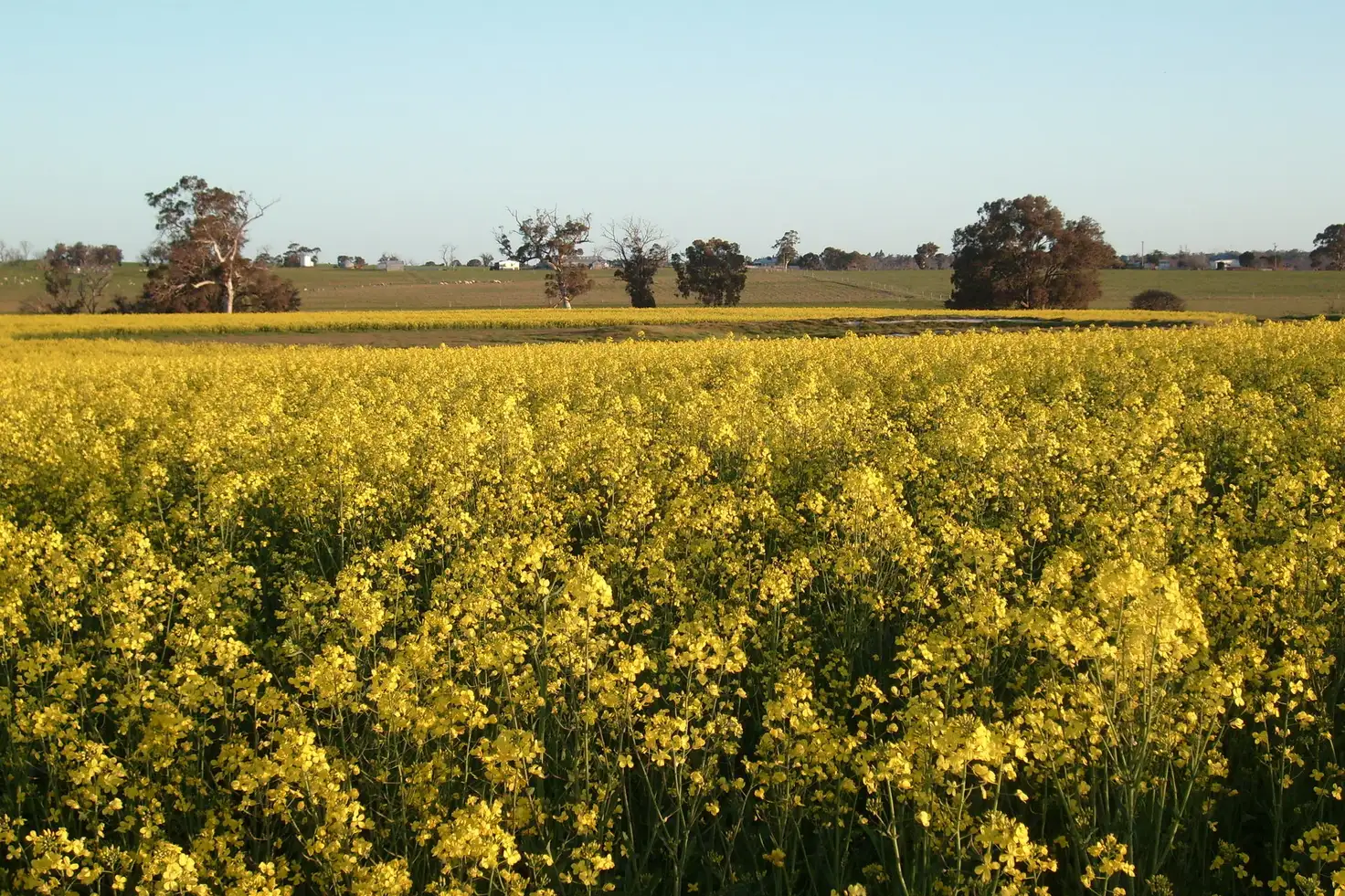 Main view of Homely rural property listing, 81 Mosgiel Road, Tenterden WA 6322