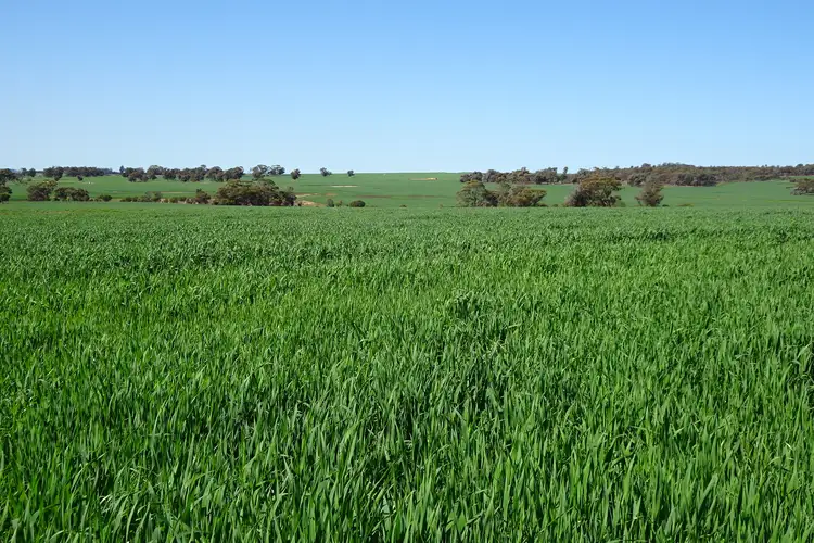 Main view of Homely rural property listing, 1104 Shaddick Road, East Pingelly WA 6308