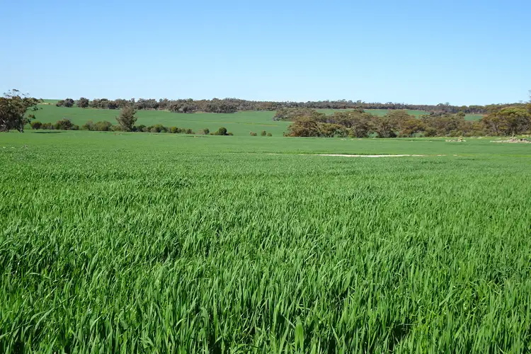 Third view of Homely rural property listing, 1104 Shaddick Road, East Pingelly WA 6308