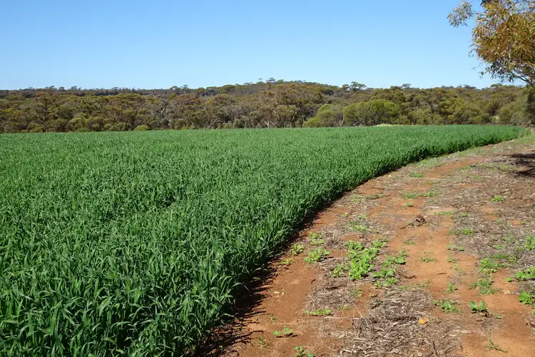 Fourth view of Homely rural property listing, 1104 Shaddick Road, East Pingelly WA 6308