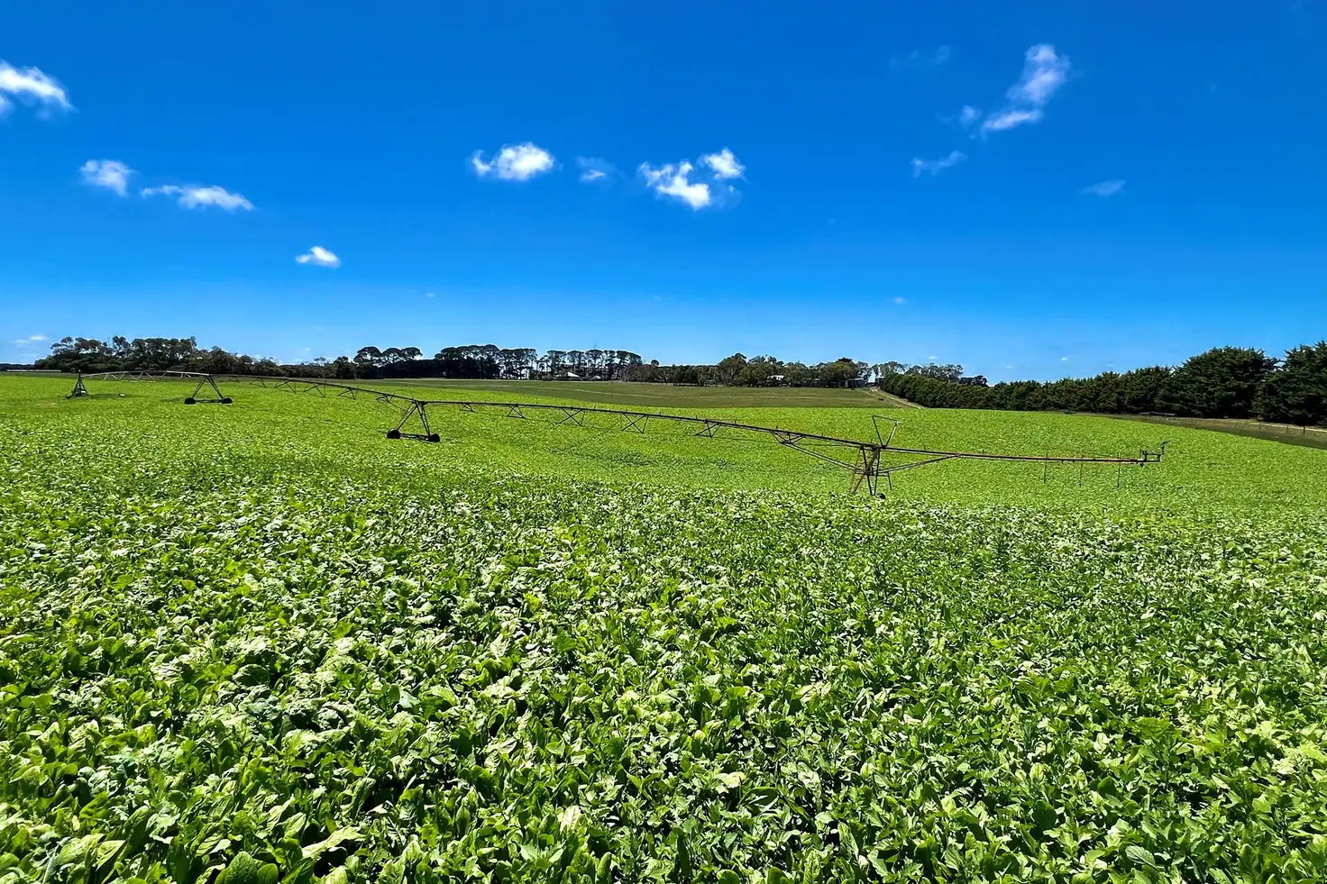 Main view of Homely rural property listing, Great Ocean Road, Mepunga West VIC 3277