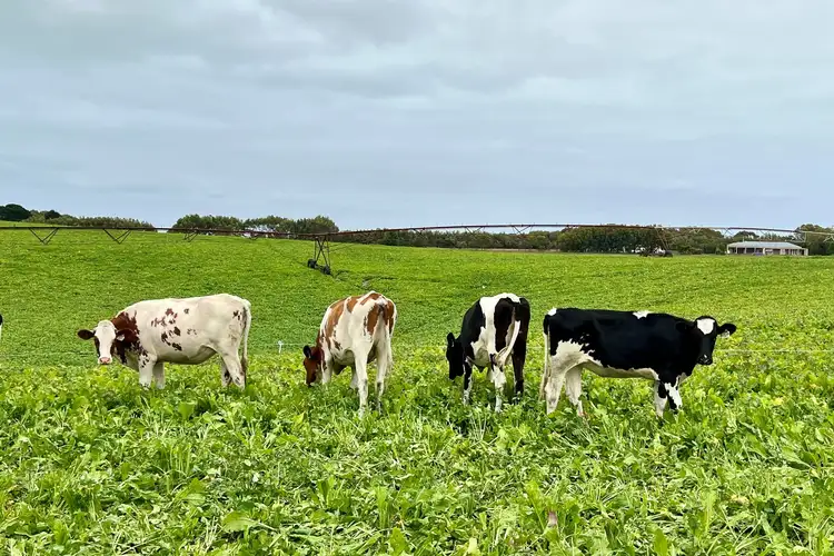 Fifth view of Homely rural property listing, Great Ocean Road, Mepunga West VIC 3277