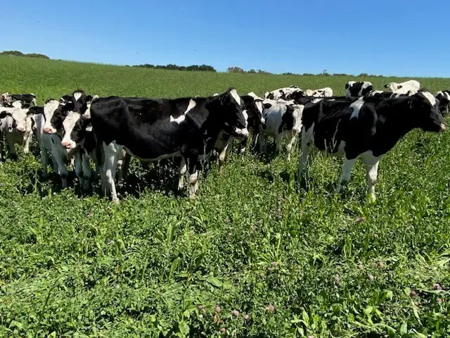 Sixth view of Homely rural property listing, Great Ocean Road, Mepunga West VIC 3277