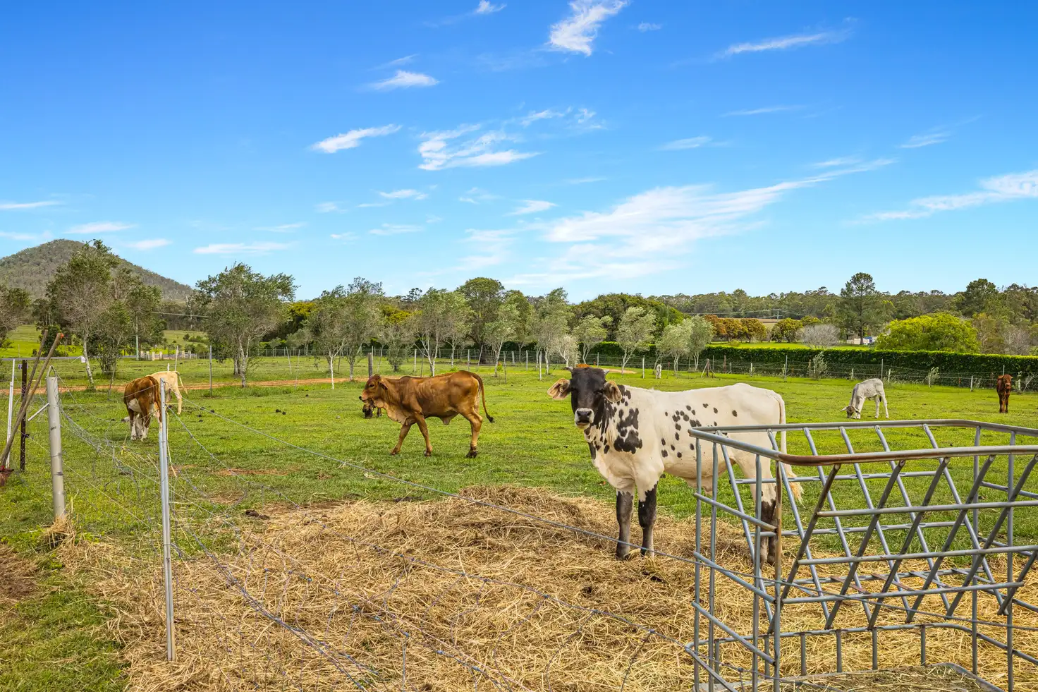 Main view of Homely rural property listing, 437 Newlands Road, Wamuran QLD 4512