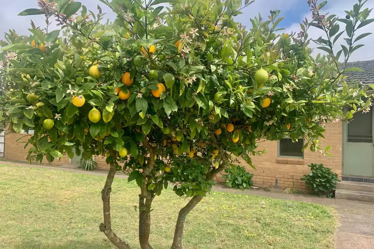 Fifth view of Homely house listing, 63 Darlington Road, Mortlake VIC 3272