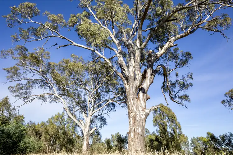 Sixth view of Homely rural property listing, 32 Mcdiarmids Road, Violet Town VIC 3669
