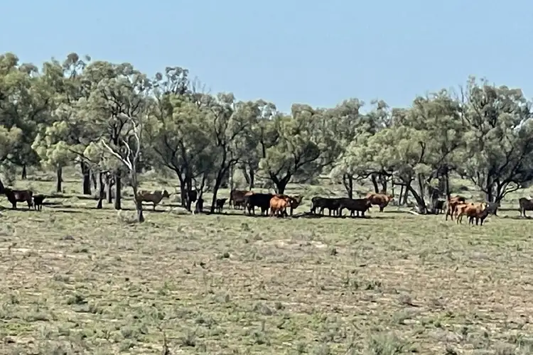 Third view of Homely rural property listing, 1737 East Culgoa Road, Brewarrina NSW 2839