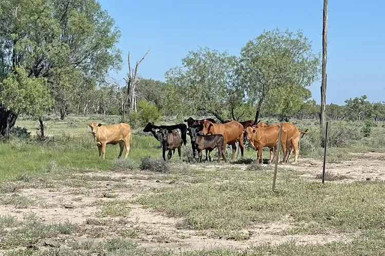 Fifth view of Homely rural property listing, 1737 East Culgoa Road, Brewarrina NSW 2839