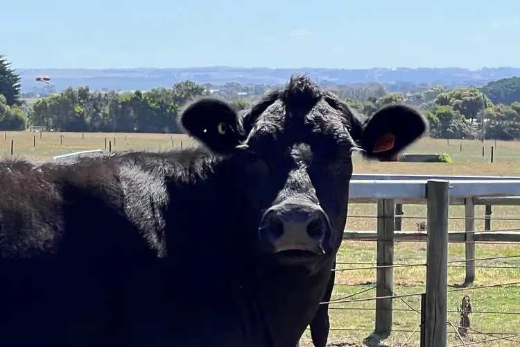 Seventh view of Homely rural property listing, Lot 2, 548 Curdievale-Port Campbell Road, Port Campbell VIC 3269