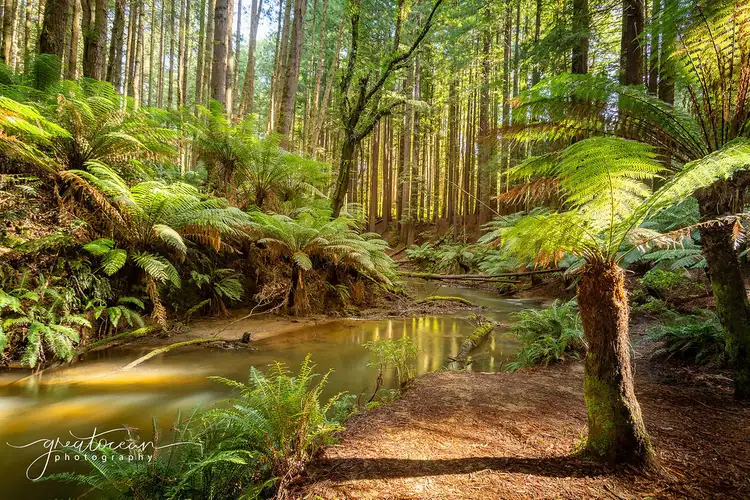 Seventh view of Homely land listing, 30 Southorn Street, Beech Forest VIC 3237