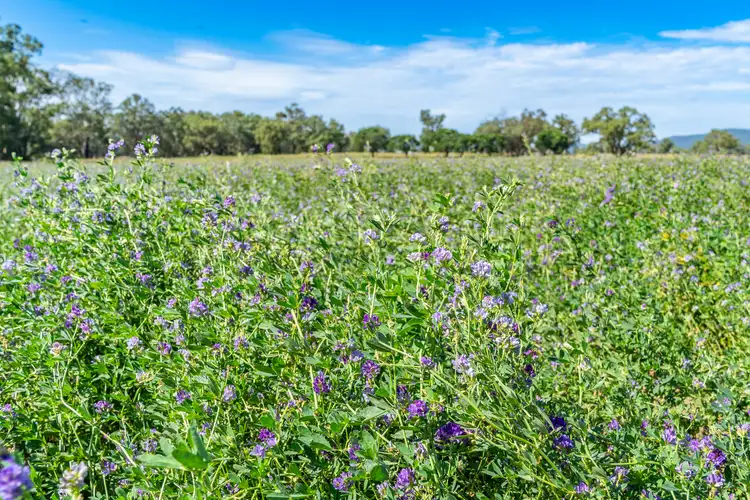 Fourth view of Homely rural property listing, Kangarooby Road, Gooloogong NSW 2805