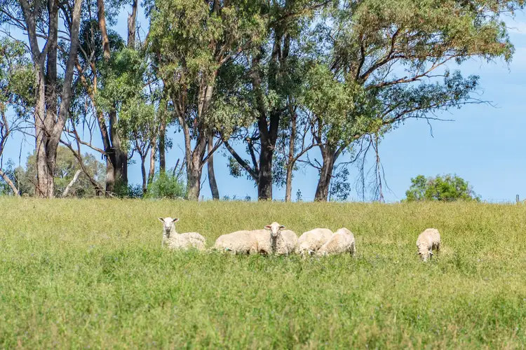 Fifth view of Homely rural property listing, Kangarooby Road, Gooloogong NSW 2805