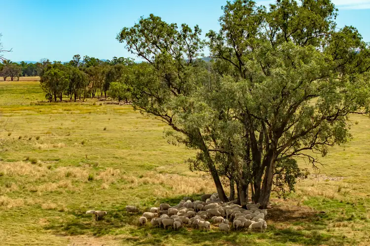 Seventh view of Homely rural property listing, 69 Nelligan Road, Gooloogong NSW 2805