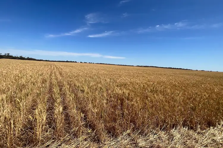 Third view of Homely rural property listing, 1140, 1148 Rosy Pine Road, Pinnaroo SA 5304