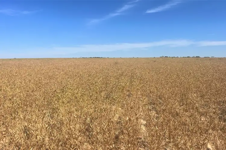 Fifth view of Homely rural property listing, 1140, 1148 Rosy Pine Road, Pinnaroo SA 5304