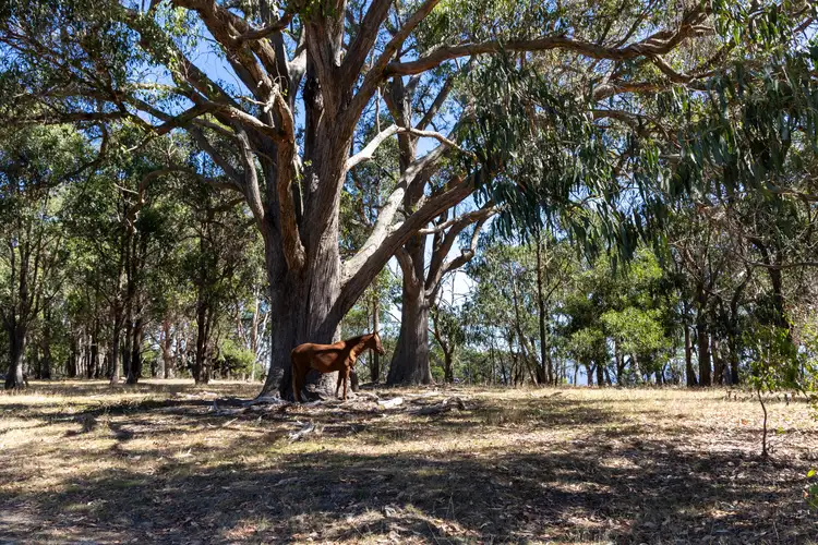 Second view of Homely rural property listing, 245 Old Highlands Road, Highlands VIC 3660