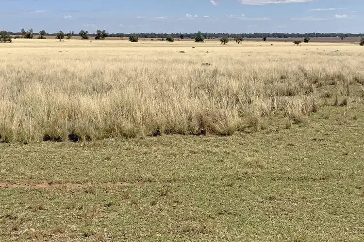 Main view of Homely rural property listing, 602 Eumungerie Road, Narromine NSW 2821