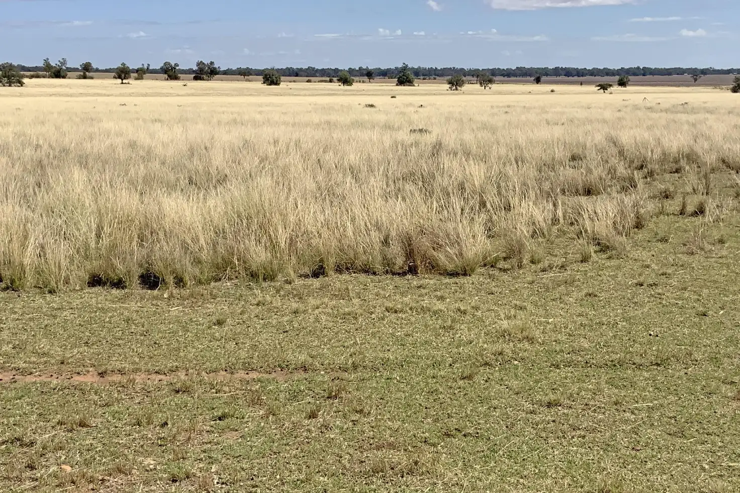 Main view of Homely rural property listing, 602 Eumungerie Road, Narromine NSW 2821
