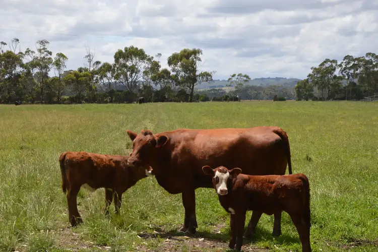 Third view of Homely rural property listing, 770 Buffalo-Stony Creek Road, Stony Creek VIC 3957