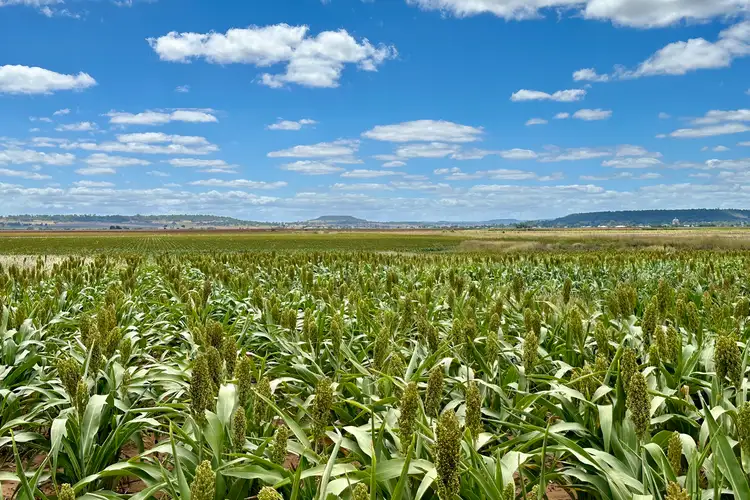 Sixth view of Homely rural property listing, Logging Road, Hendon QLD 4362