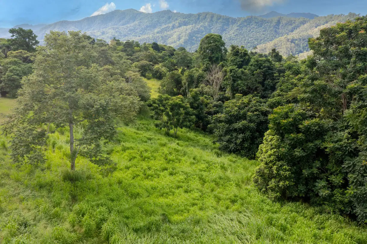 Main view of Homely land listing, 295 Catalano Access, Goldsborough QLD 4865